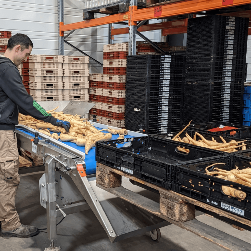 Tri de légumes sur le convoyeur à bandes
